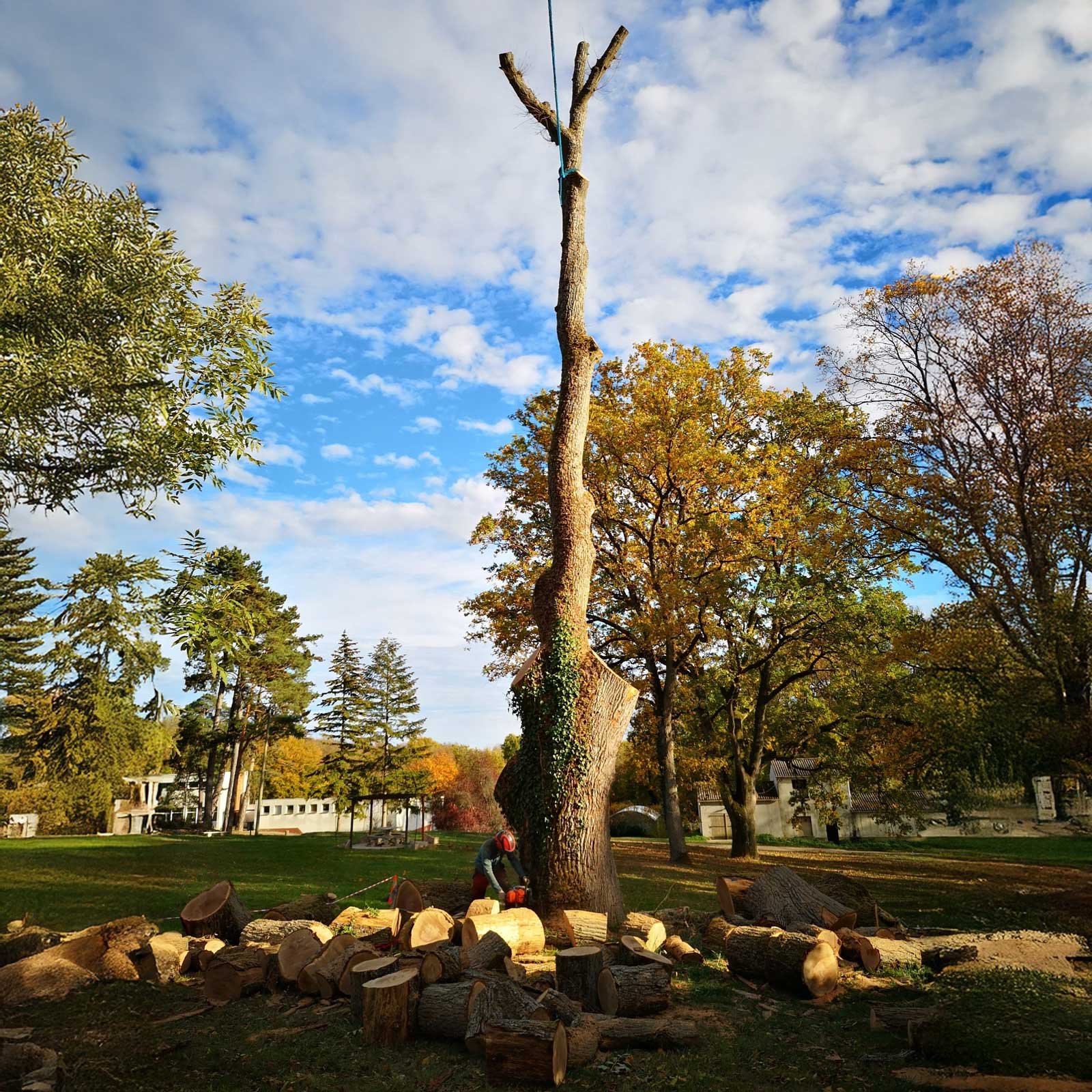 Entreprise d’élagage et d’abattage d’arbres en Seine-et-Marne