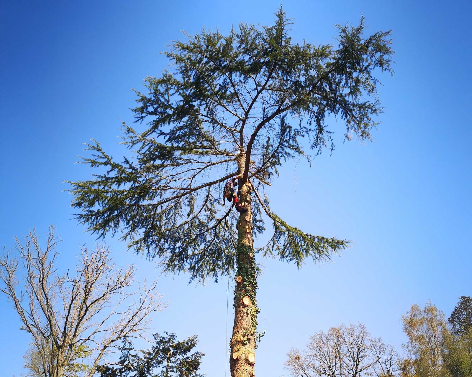 Entreprise d’élagage et d’abattage d’arbres en Seine-et-Marne