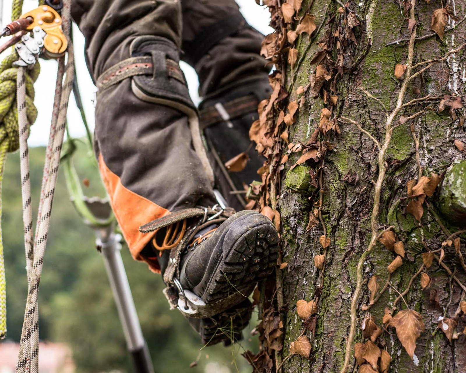 Entreprise d’élagage et d’abattage d’arbres en Seine-et-Marne